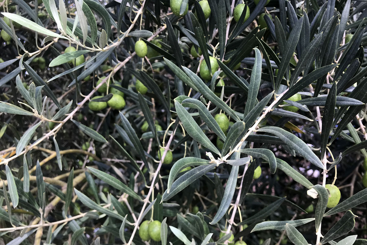 Маслина (Олива) европейская (лат. Olea europaea)