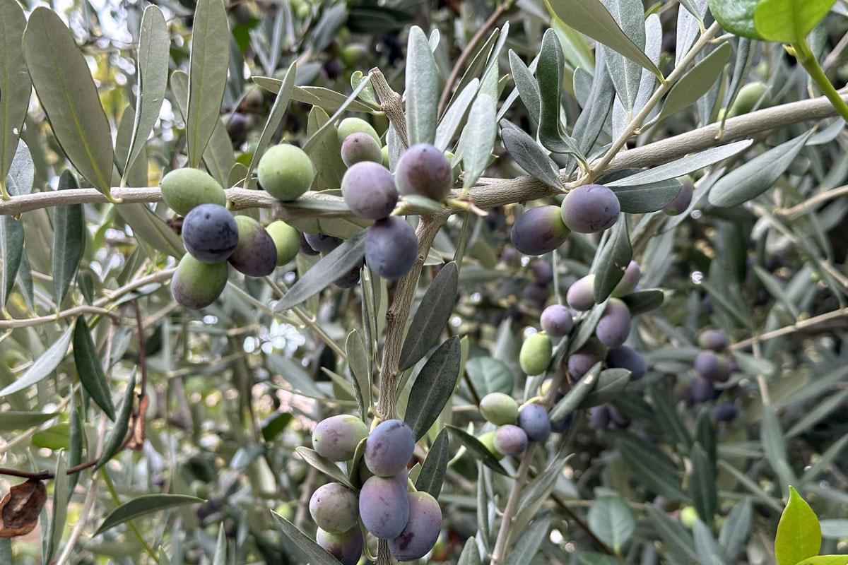 Маслина (Олива) европейская (лат. Olea europaea)