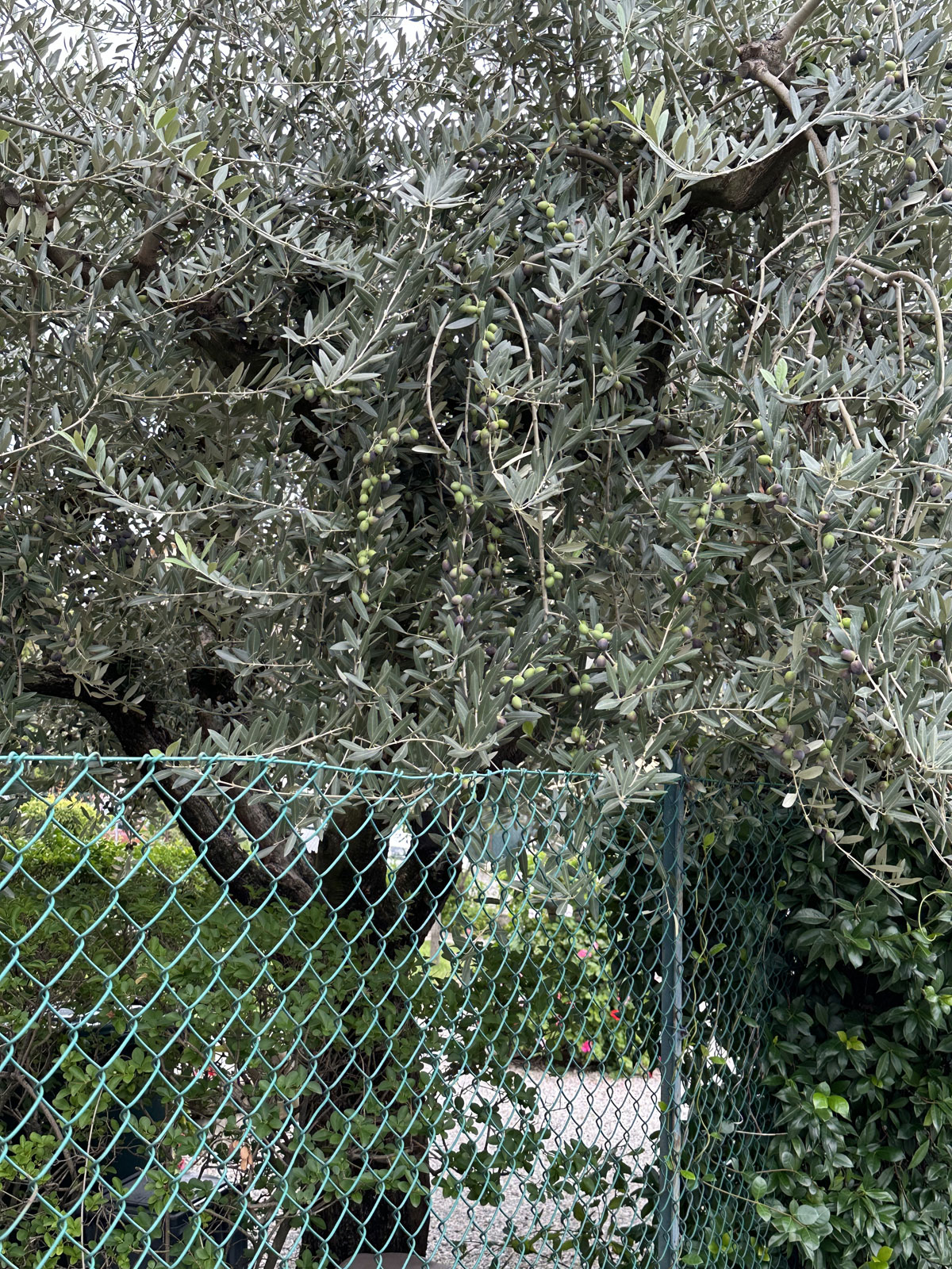 Маслина (Олива) европейская (лат. Olea europaea)