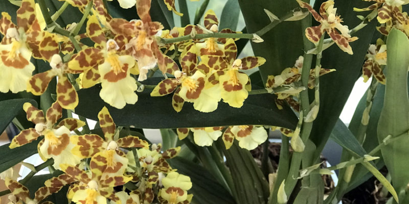 Орхидея Онцидиум: описание, выращивание и уход