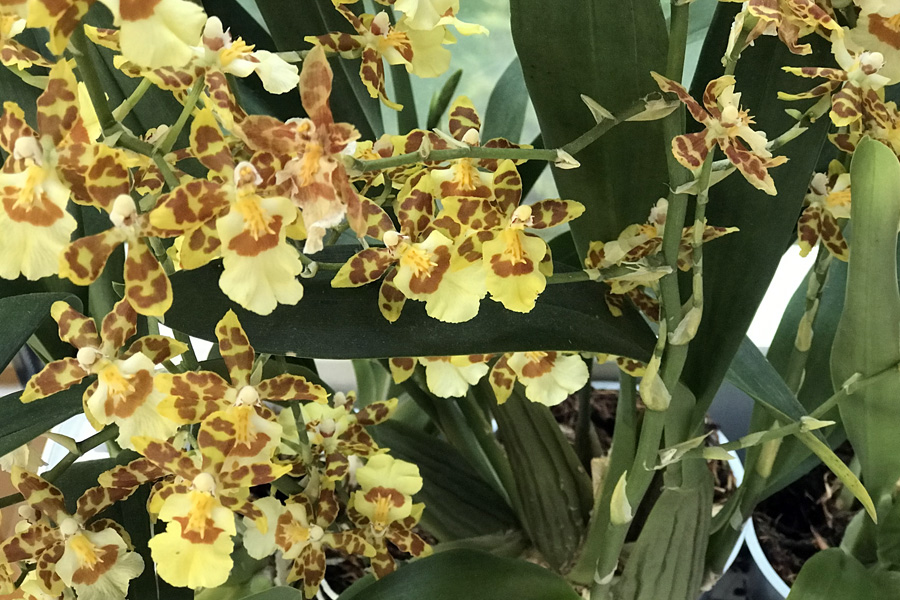 Орхидея Онцидиум: описание, выращивание и уход