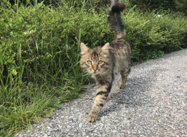 Эти пять комнатных растений опасны для кошек