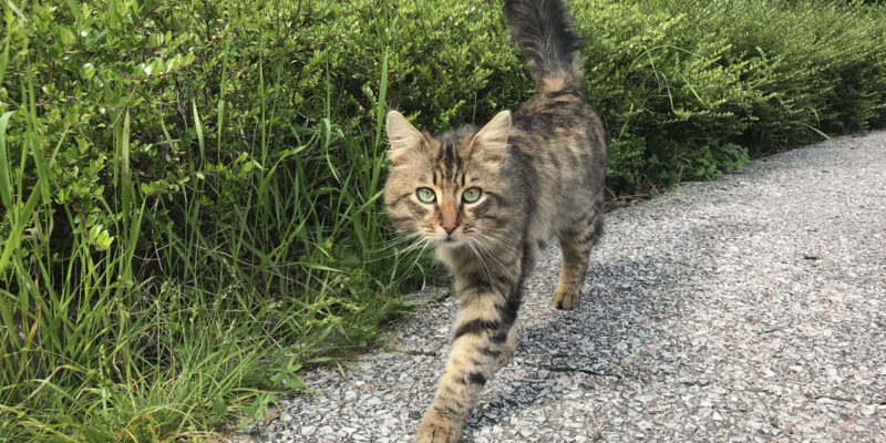 Эти пять комнатных растений опасны для кошек
