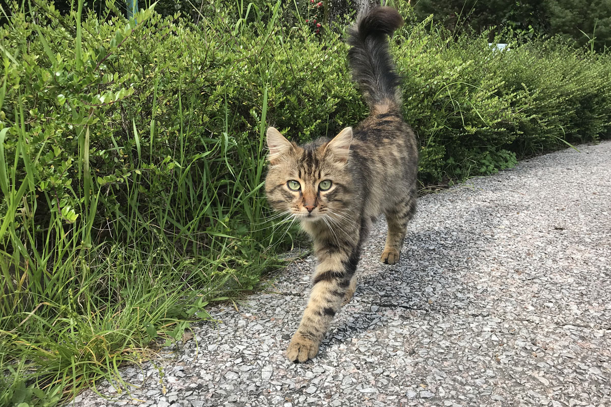 Эти пять комнатных растений опасны для кошек