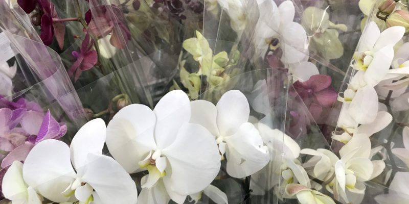 Уход за орхидеями для новичков