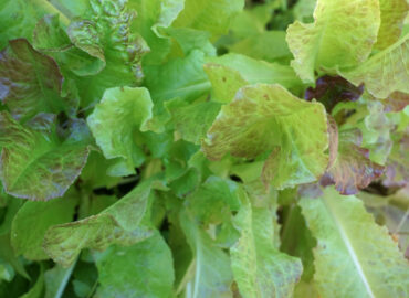 Листовой салат