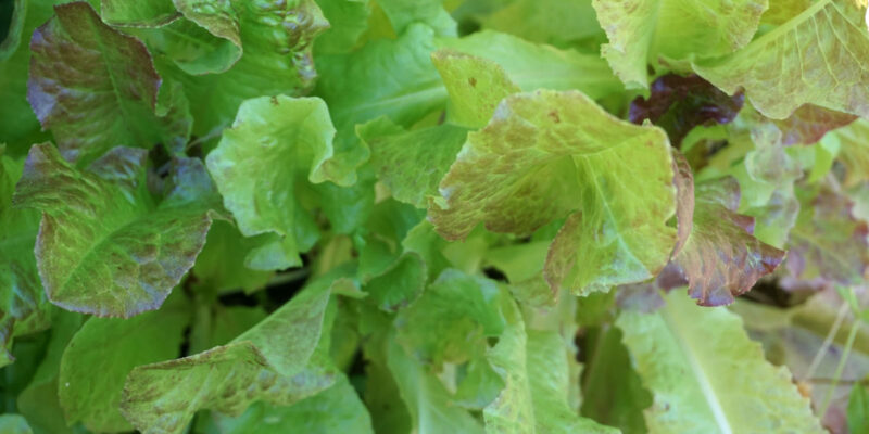 Листовой салат