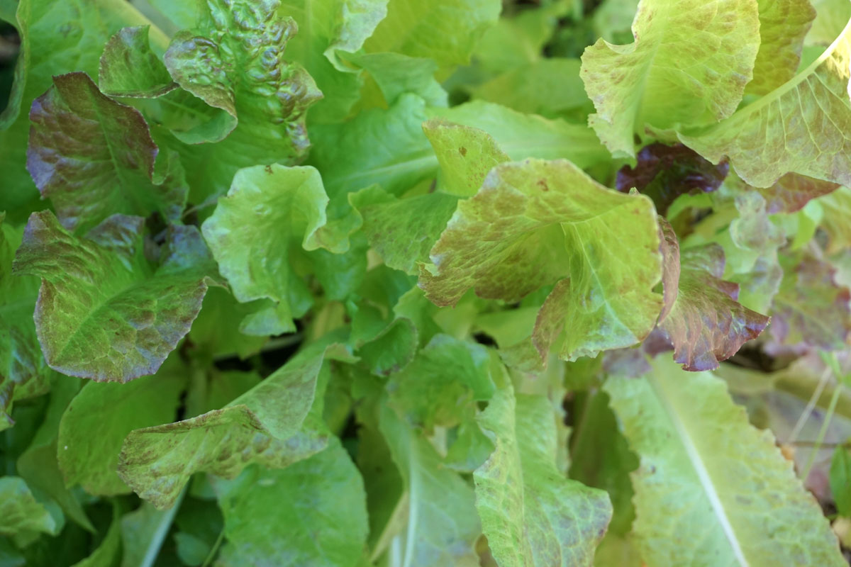 Листовой салат