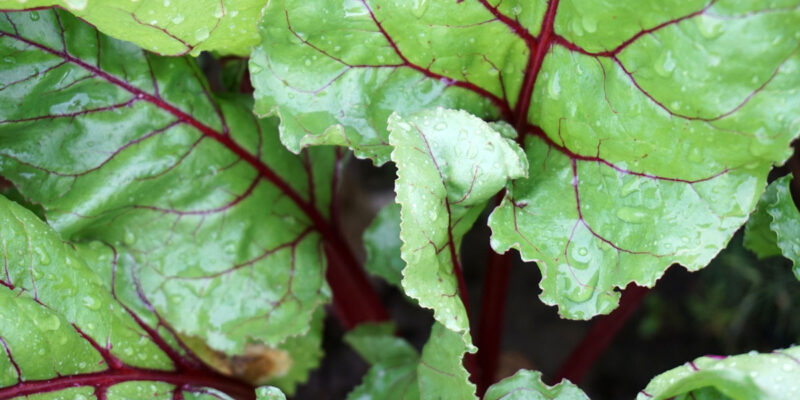 Выращивание овощей: неприхотливые виды для новичков