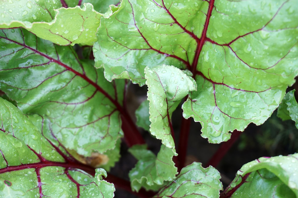 Выращивание овощей: неприхотливые виды для новичков