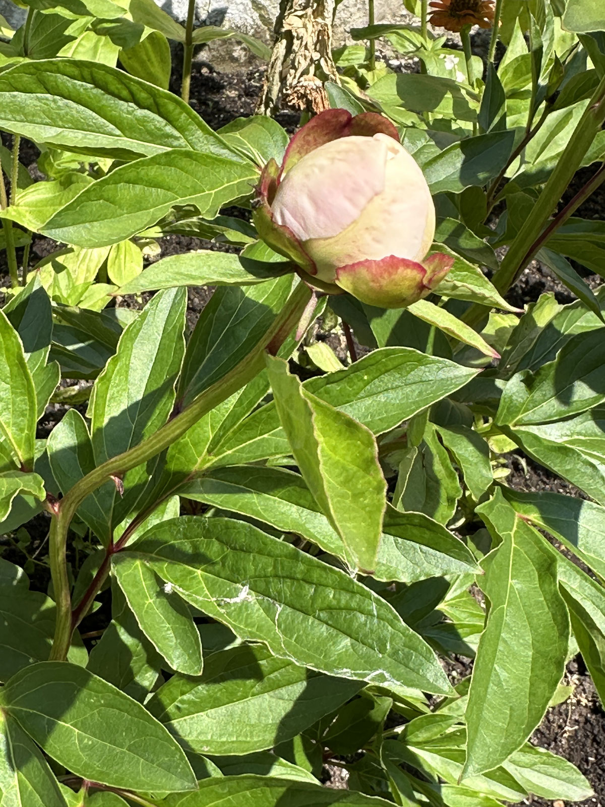 Пион (лат. Paeonia)