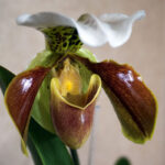 Орхидея Пафиопедилум (лат. Paphiopedilum), или Венерин башмачок