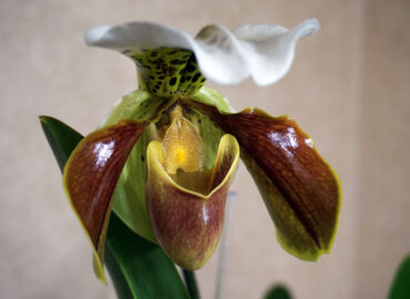 Орхидея Пафиопедилум (лат. Paphiopedilum), или Венерин башмачок