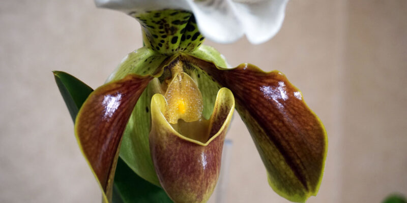 Орхидея Пафиопедилум (лат. Paphiopedilum), или Венерин башмачок