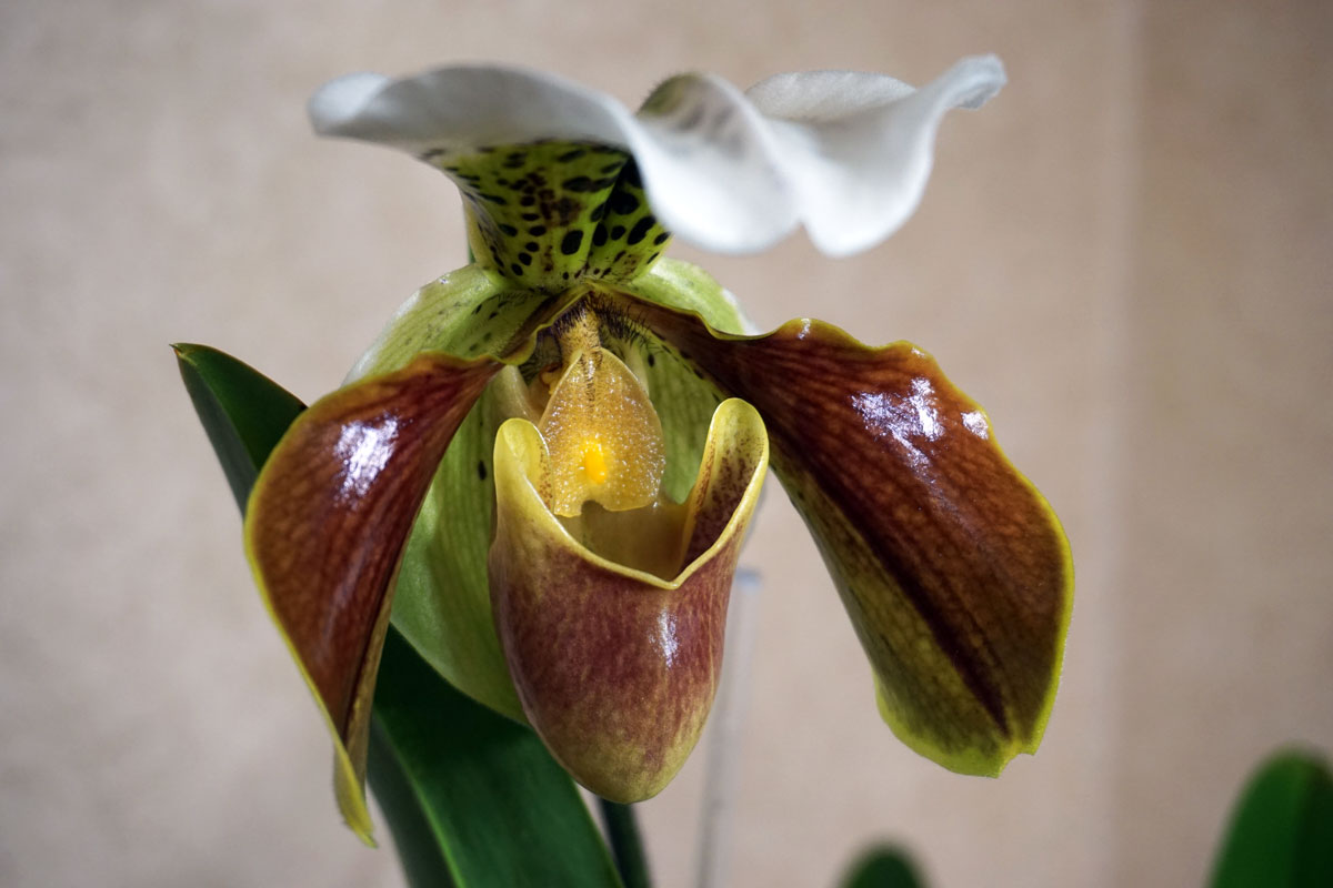 Орхидея Пафиопедилум (лат. Paphiopedilum), или Венерин башмачок