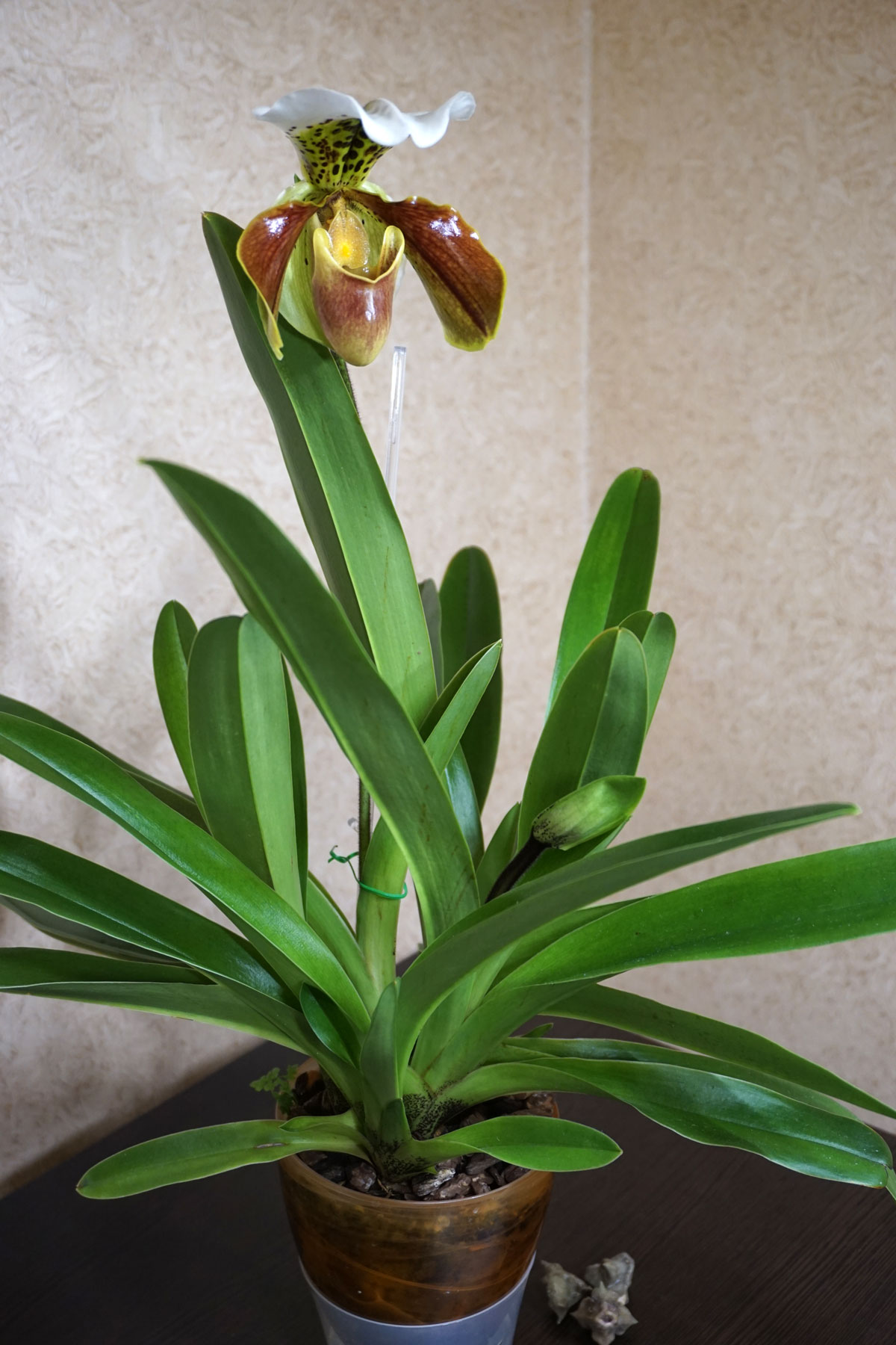 Орхидея Пафиопедилум (лат. Paphiopedilum), или Венерин башмачок