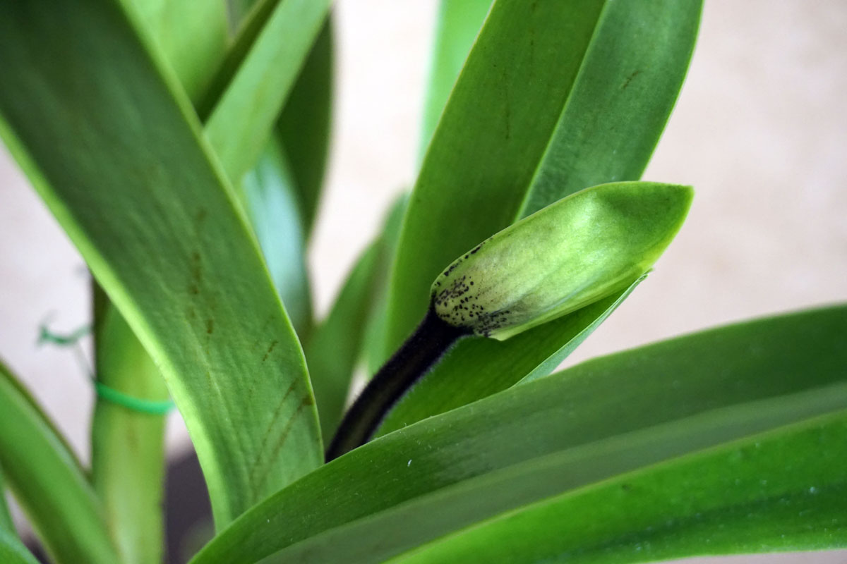 Орхидея Пафиопедилум (лат. Paphiopedilum), или Венерин башмачок