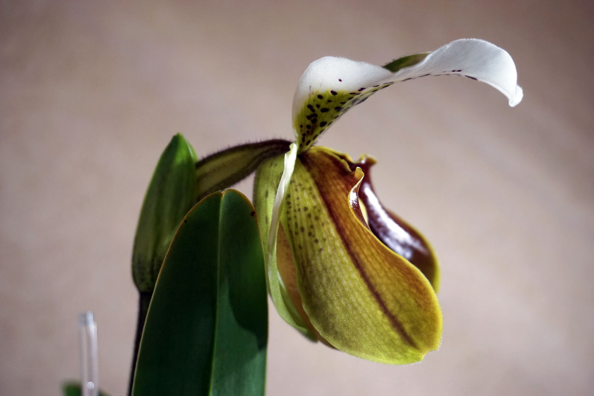 Орхидея Пафиопедилум (лат. Paphiopedilum), или Венерин башмачок