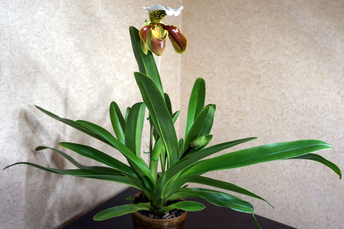 Пафиопедилум замечательный (лат. Paphiopedilum insigne)