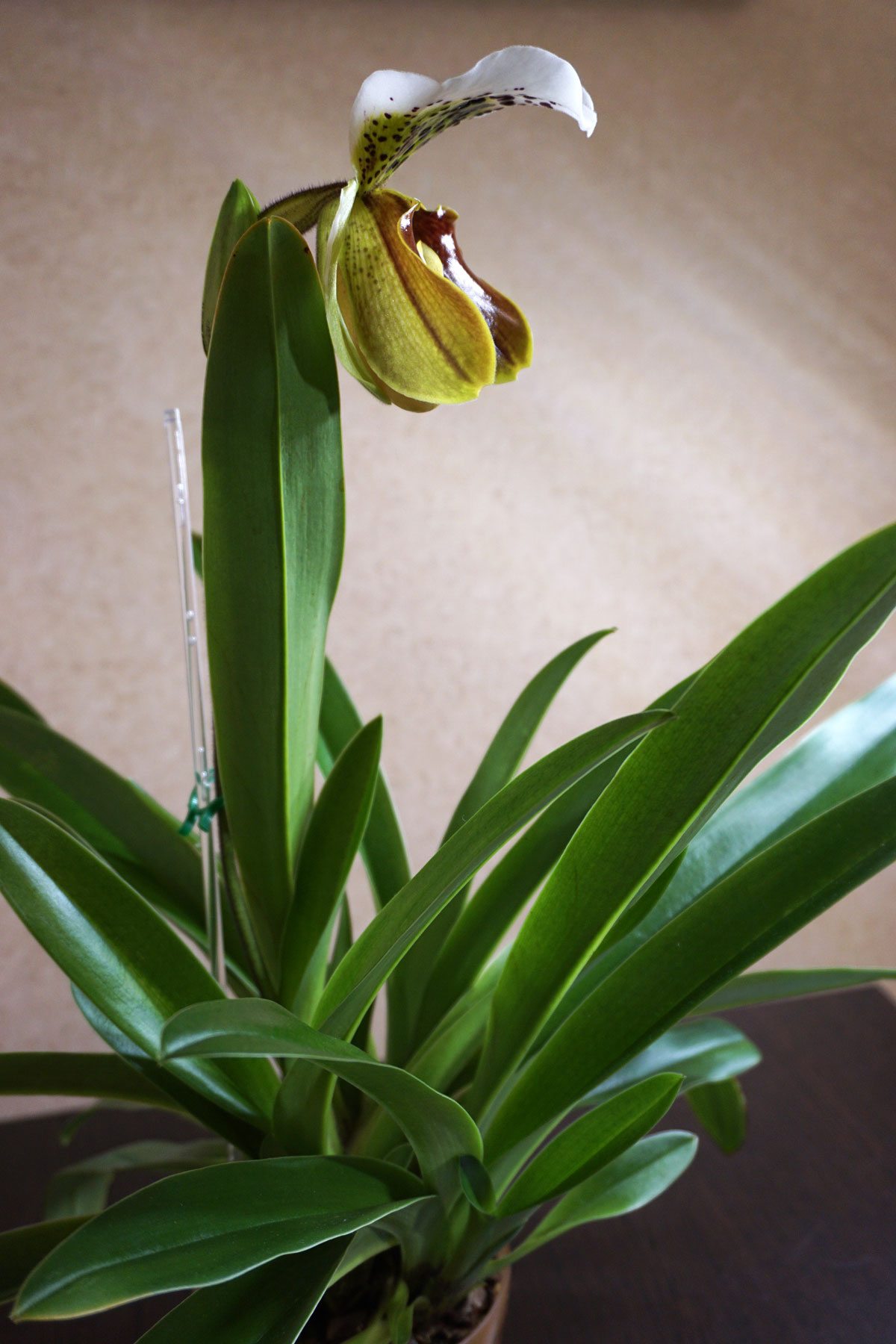 Орхидея Пафиопедилум (лат. Paphiopedilum), или Венерин башмачок