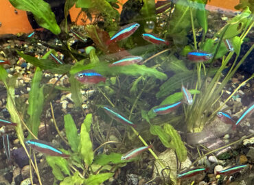 Красный неон