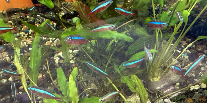 Красный неон