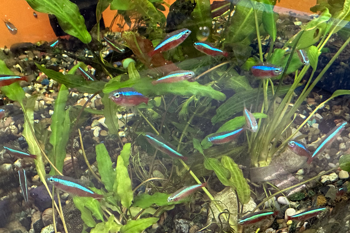 Красный неон