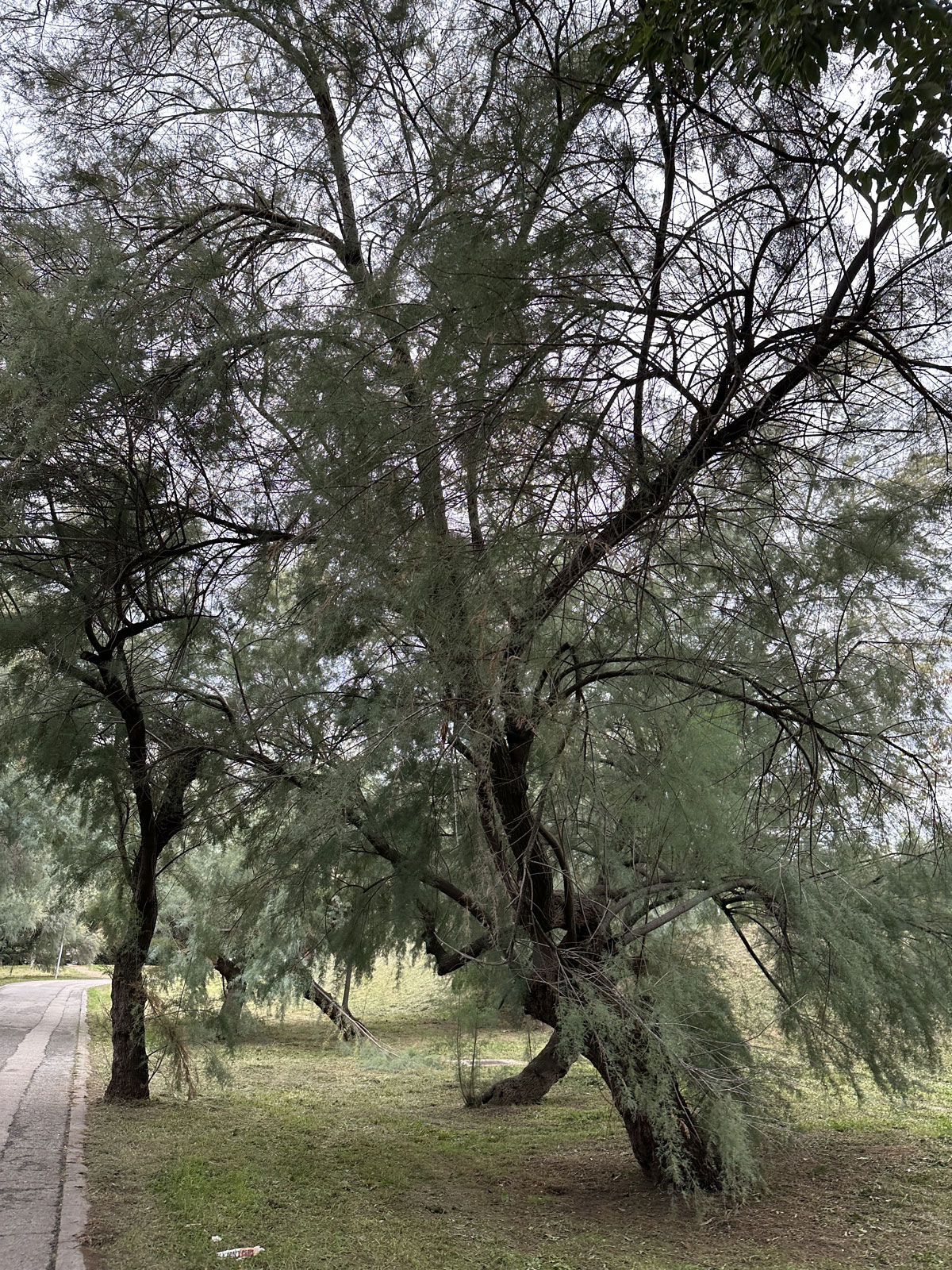 Парк Ренци и Каллас