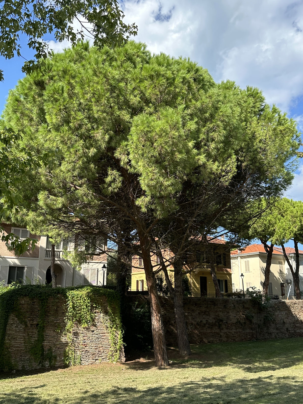 Парк Ренци и Каллас