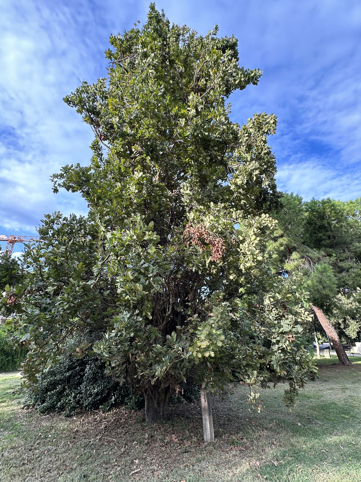 Парк Ренци и Каллас