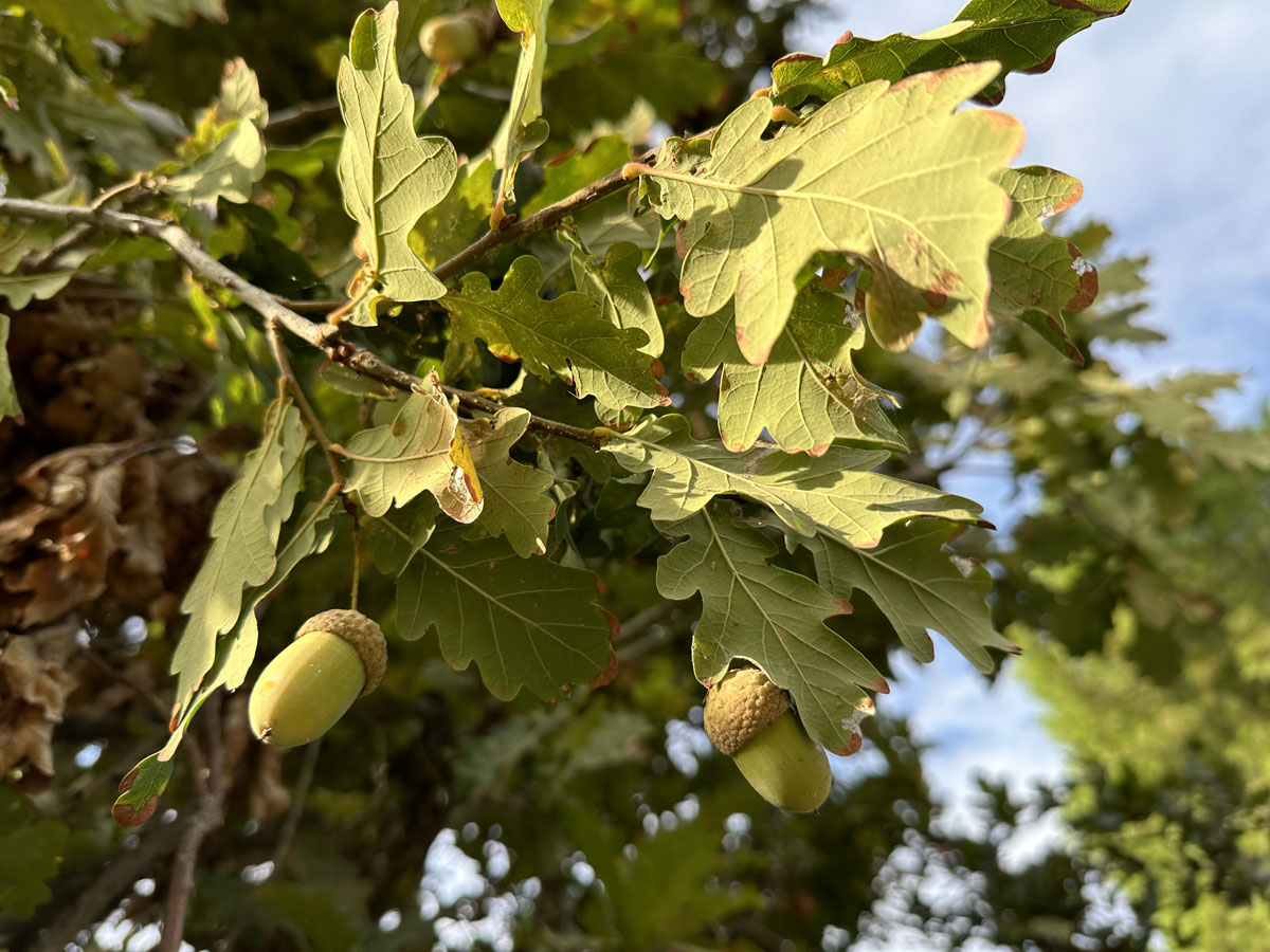 Парк Ренци и Каллас