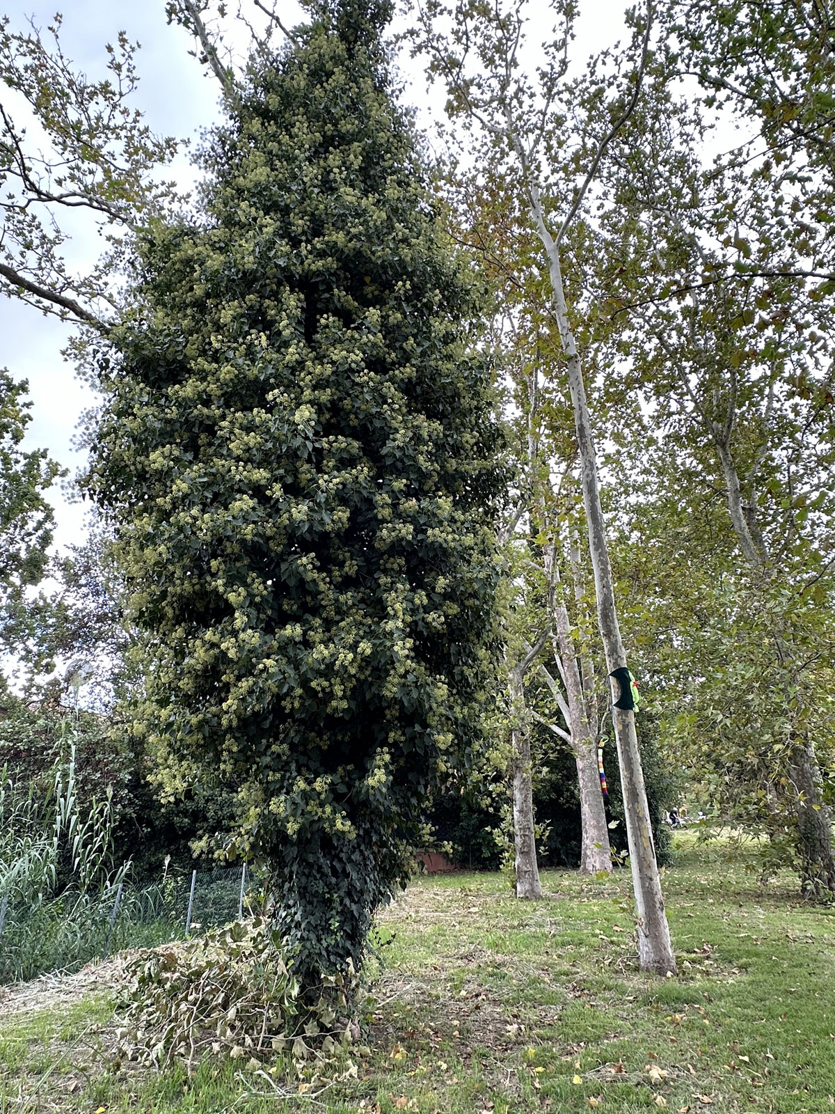 Парк Ренци и Каллас