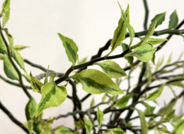 Педилантус (лат. Pedilanthus)