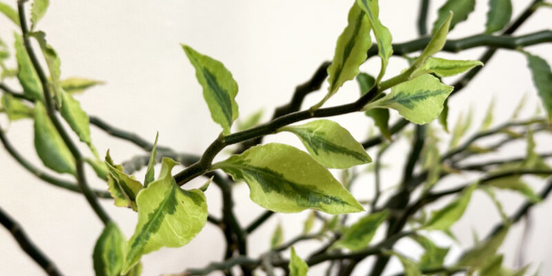 Педилантус (лат. Pedilanthus)