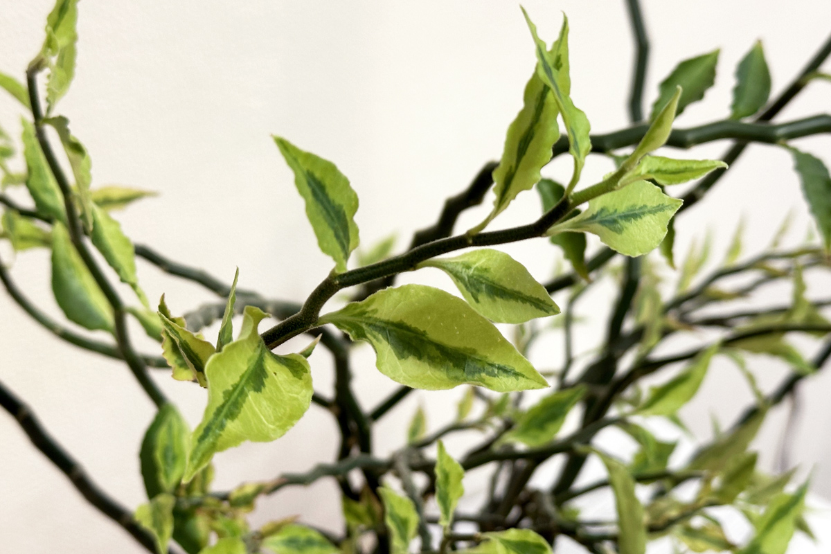 Педилантус (лат. Pedilanthus)