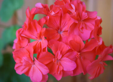 Пеларгония (лат. Pelargonium)