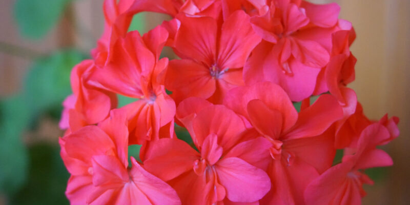 Пеларгония (лат. Pelargonium)