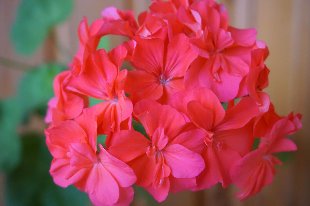 Пеларгония (лат. Pelargonium)