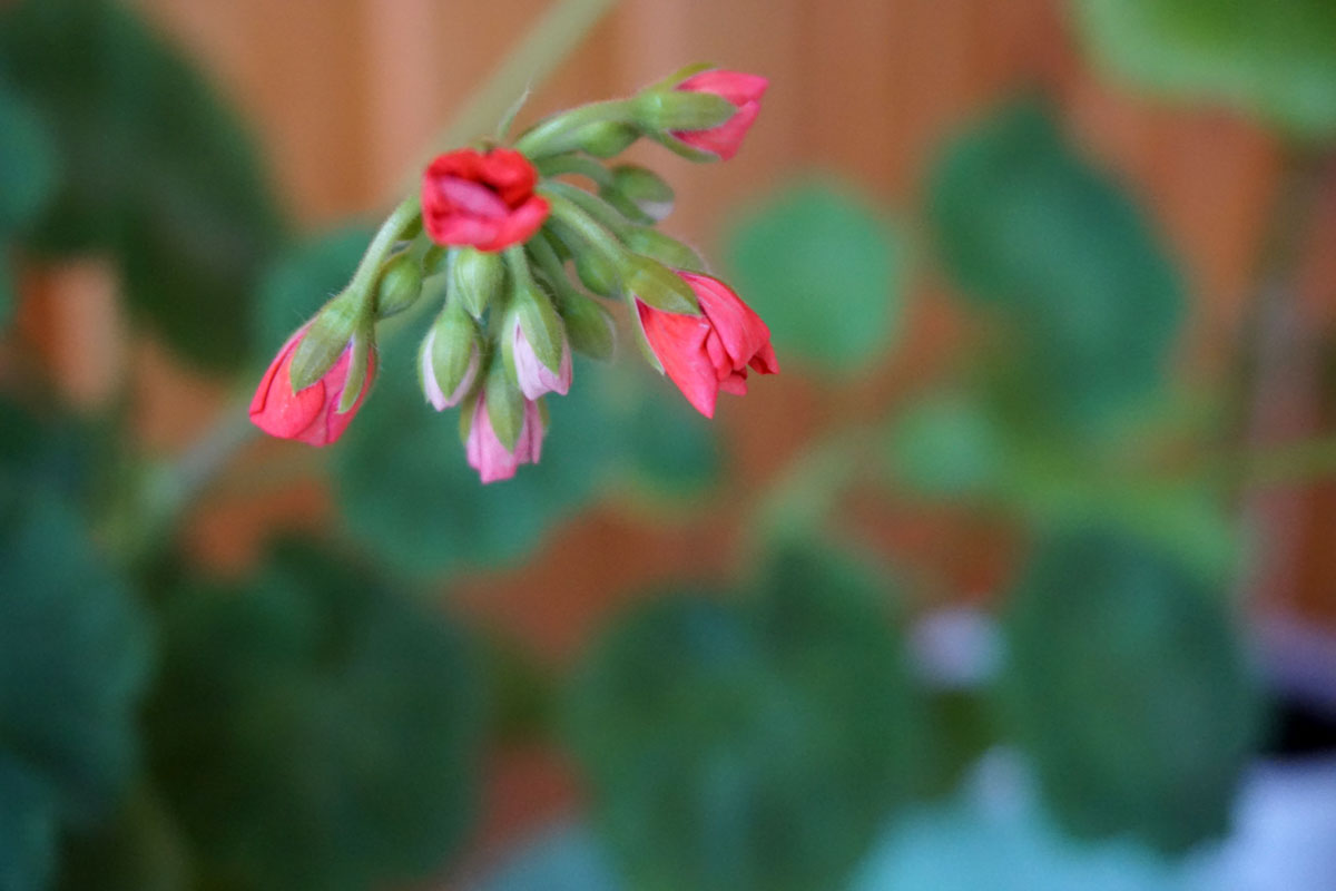 Пеларгония (лат. Pelargonium)
