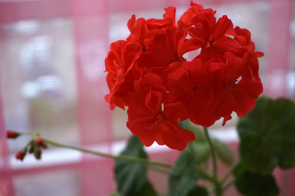 Пеларгония (лат. Pelargonium)