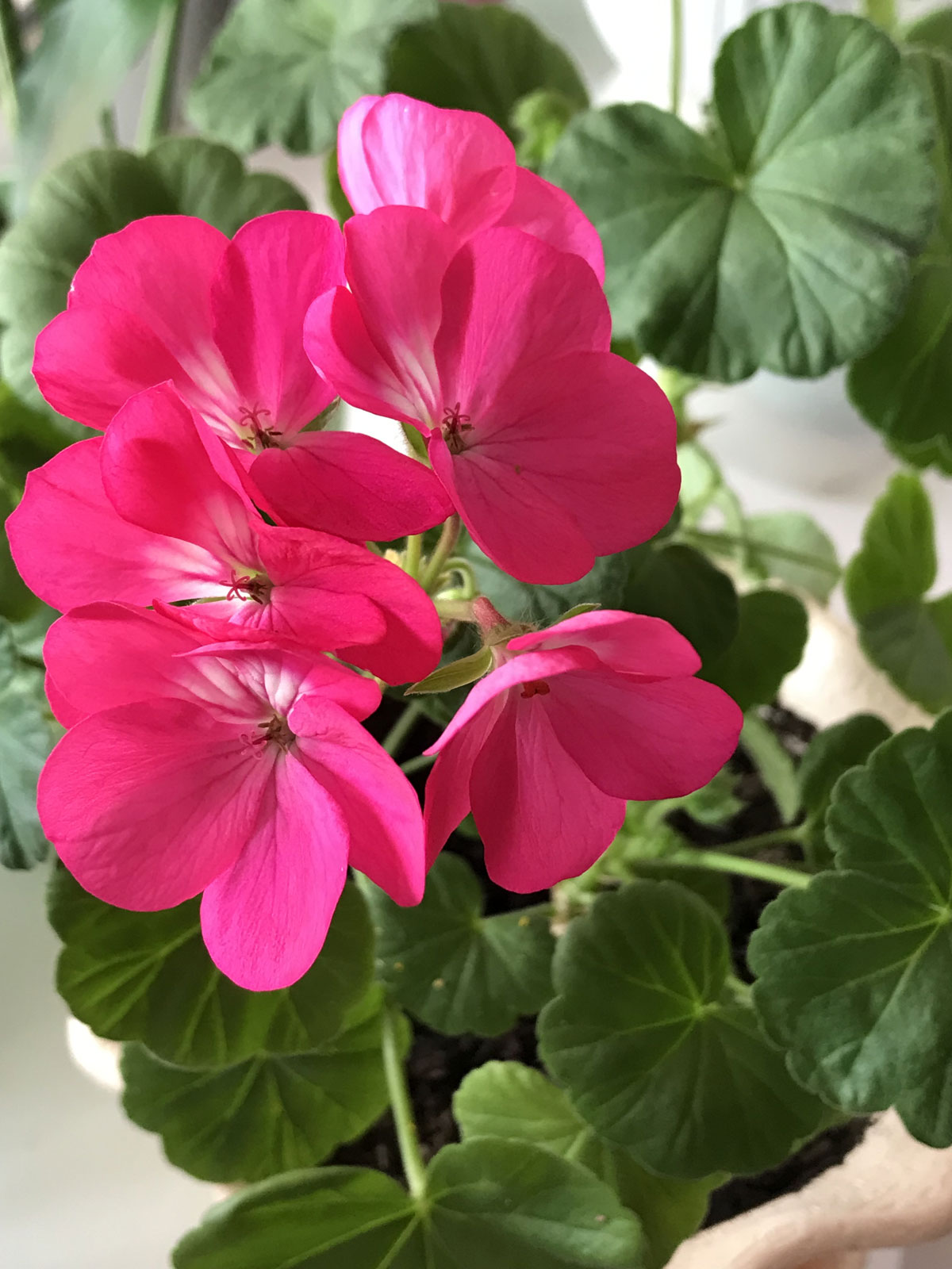 Пеларгония (лат. Pelargonium)