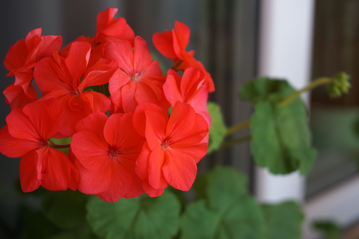 Пеларгония (лат. Pelargonium)