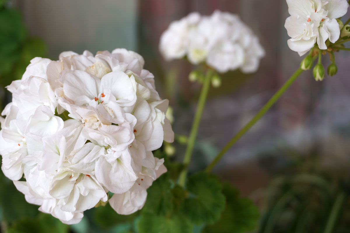 Пеларгония (лат. Pelargonium)