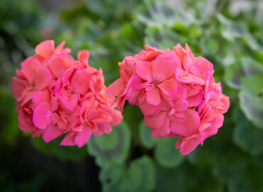 Пеларгония (лат. Pelargonium)