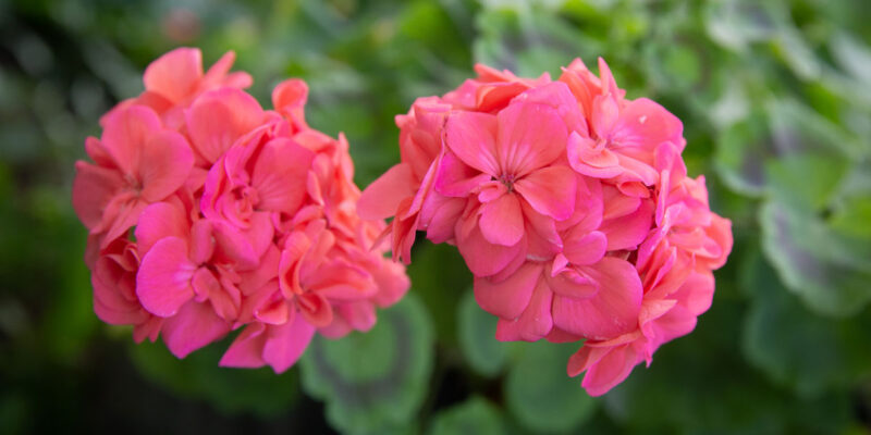 Пеларгония (лат. Pelargonium)