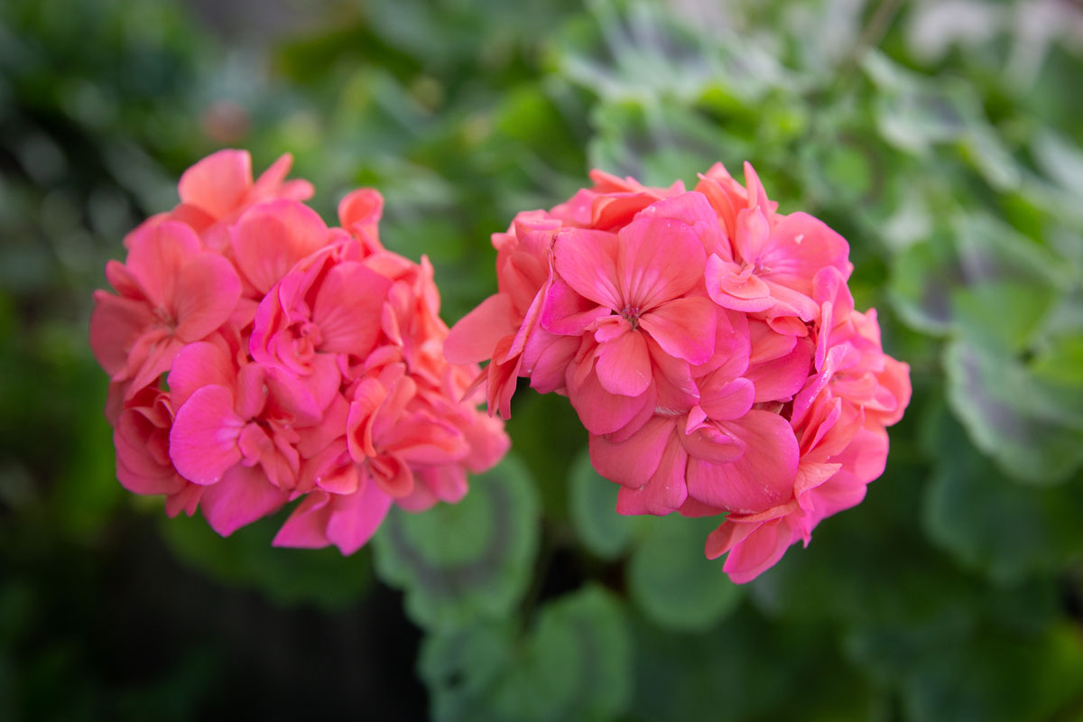 Пеларгония (лат. Pelargonium)