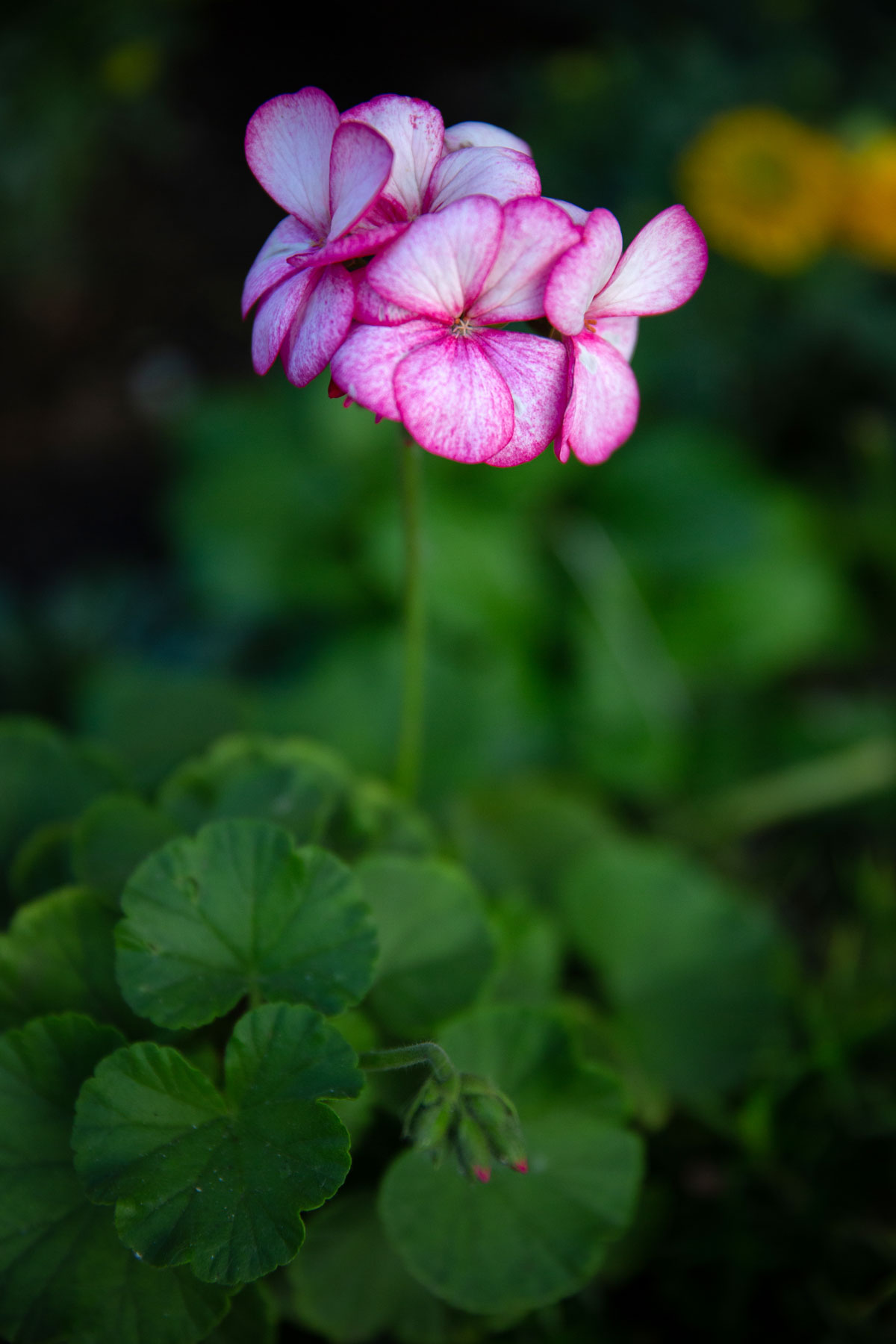 Пеларгония (лат. Pelargonium)