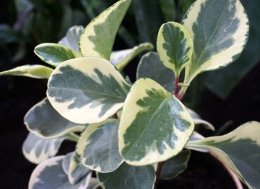 Пеперомия туполистная Вариегатная (Peperomia obtusifolia Variegata)