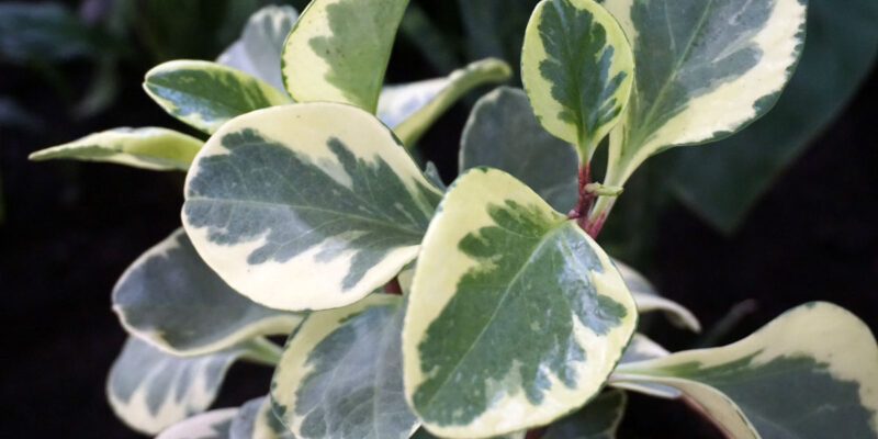 Пеперомия туполистная Вариегатная (Peperomia obtusifolia Variegata)