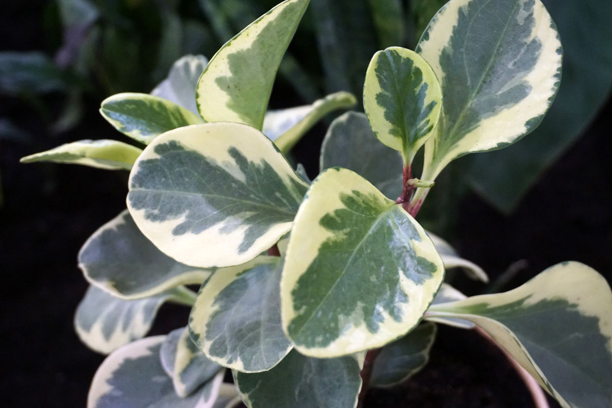 Пеперомия туполистная Вариегатная (Peperomia obtusifolia Variegata)